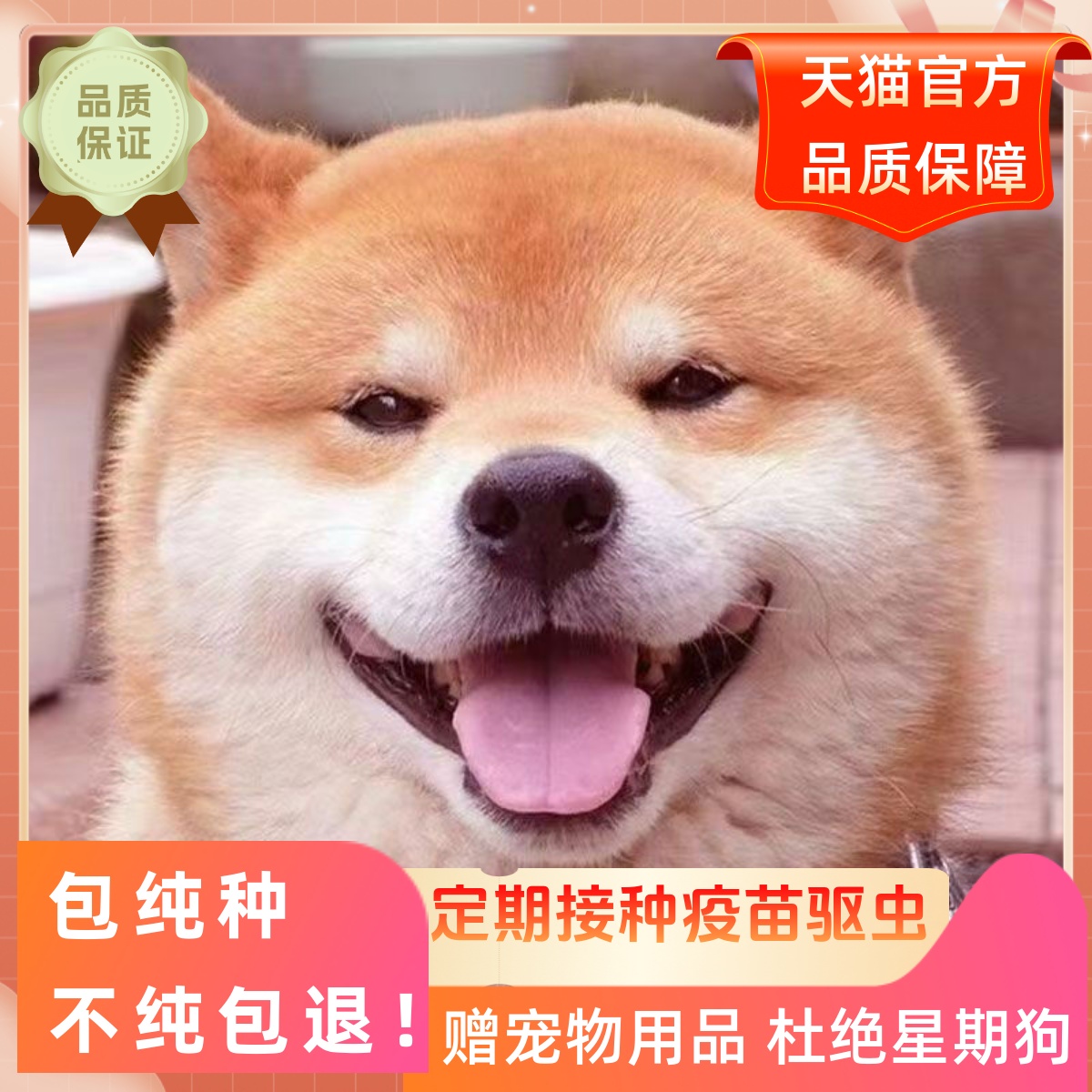 纯种柴犬幼崽宠物狗秋田犬真狗小型犬表情包柴犬幼崽现货学生黄柴