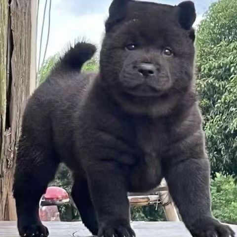 正宗广西虎头五黑犬虎斑赶山犬狩猎犬小黑狗纯黑土猎犬看家护院狗