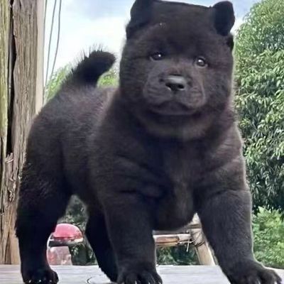 正宗广西虎头五黑犬虎斑赶山犬狩猎犬小黑狗纯黑土猎犬看家护院狗