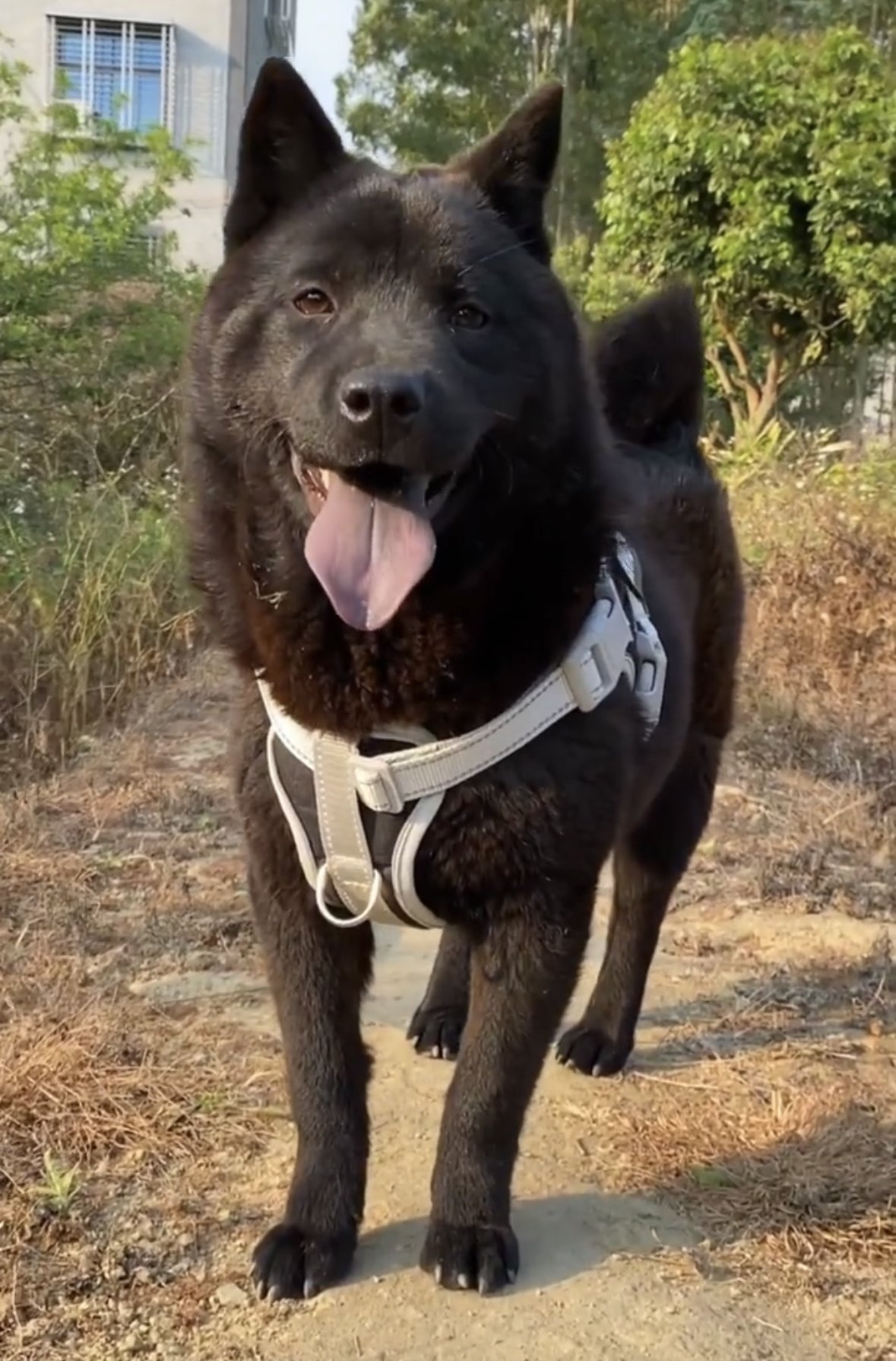 五黑犬广西虎头犬虎斑赶山犬狩猎犬小黑狗纯黑土猎犬看家护院犬狗