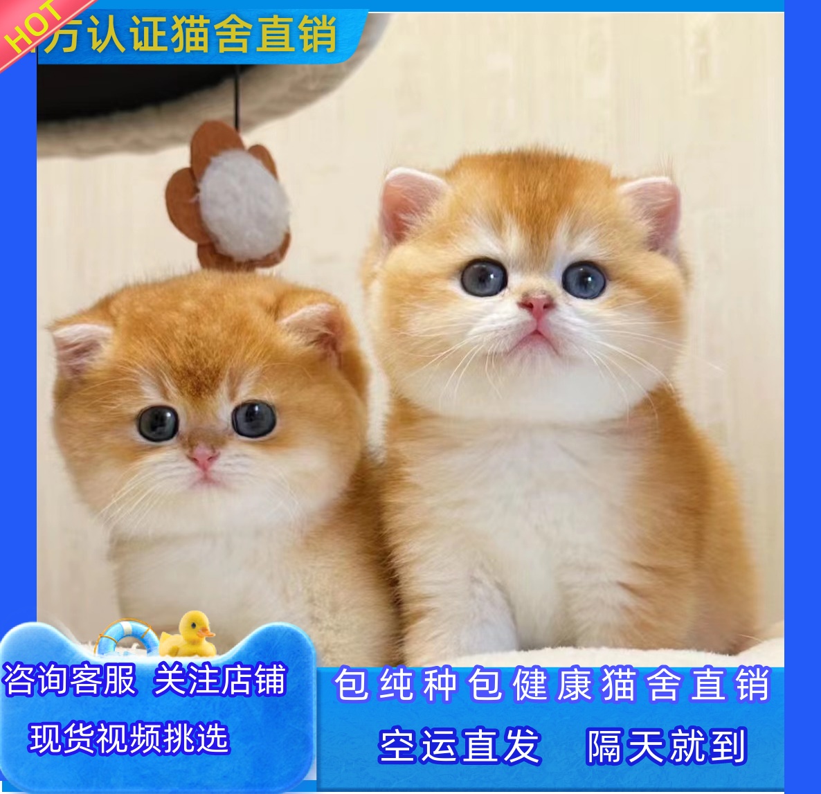 英短金渐层12纯种幼猫蓝金矮脚猫活体幼崽赛级长毛短毛宠物猫咪