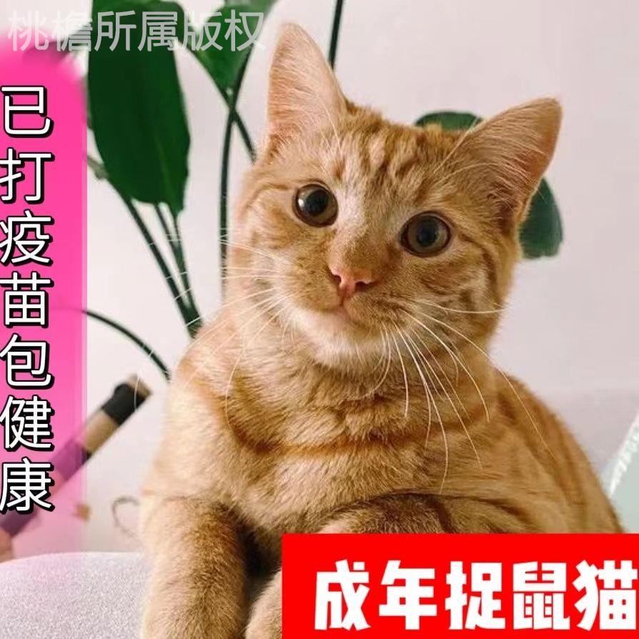 老鼠中华田园猫桃檐家养短毛