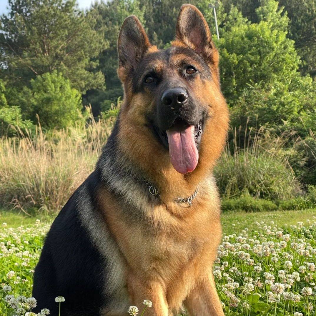 德牧幼犬大型犬警犬德国牧羊犬看门狗真狗狼犬正宗黑背弓背犬宠物