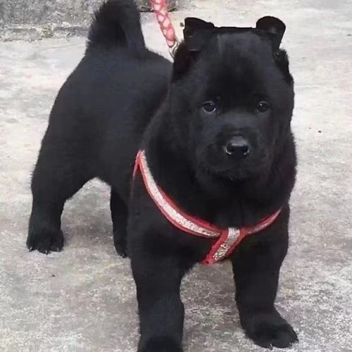 广西虎头五黑犬纯黑混血赶山犬狩猎犬小黑狗土猎幼犬中华神犬田园