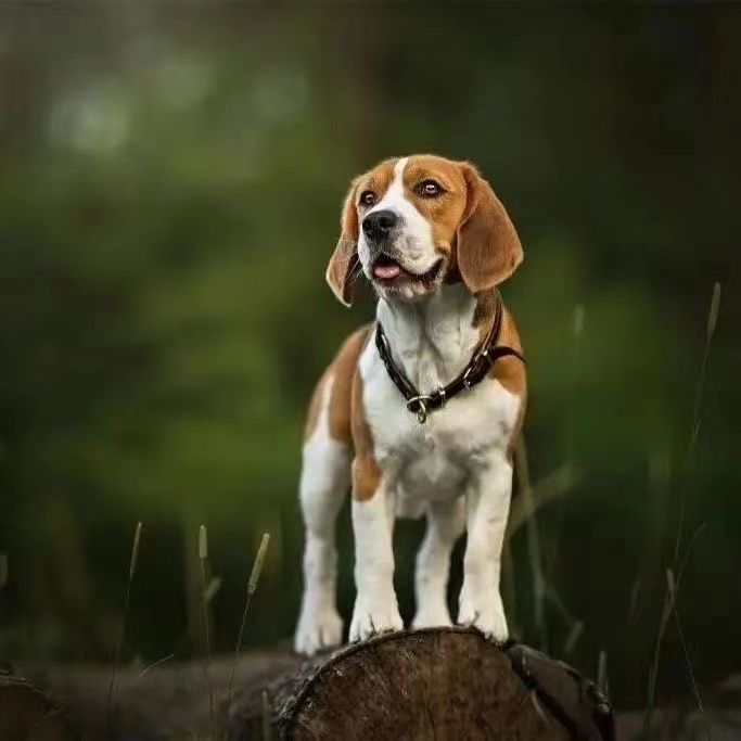 比格犬幼警嗅觉工作大耳