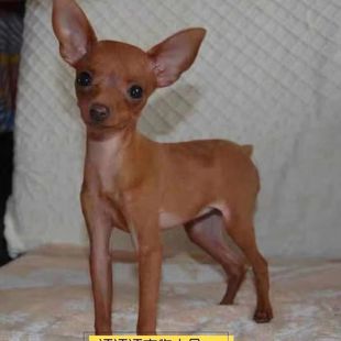 小鹿犬幼犬短毛小型犬狗狗真狗宠物狗活体小狗迷你混血小鹿犬活物