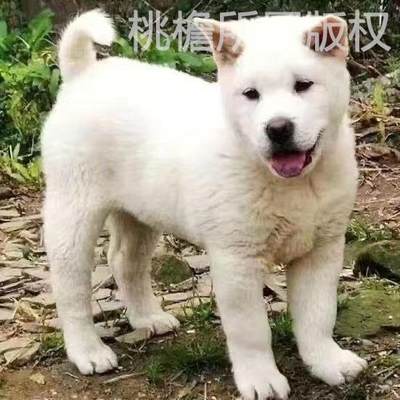 广西狗狗猎犬桃檐中型犬