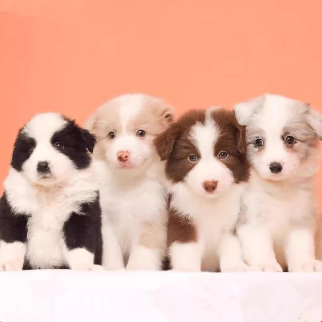 边牧幼犬黄白陨石边境牧羊犬双色血统幼宠宠物犬好养活真狗家养狗