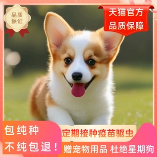 纯种柯基幼犬柯基犬活物三色柯基双血统双色柯基幼犬柯基犬小短腿