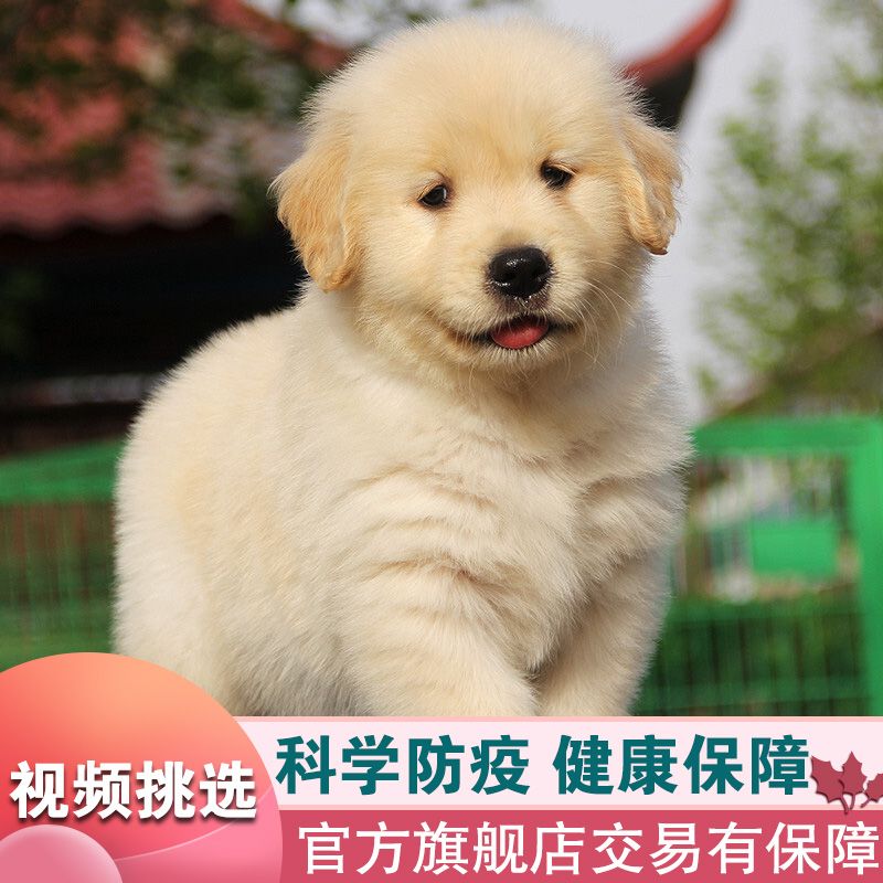 金毛幼犬纯种金毛犬活体导盲犬双血统金毛幼犬家养金毛活物宠物狗