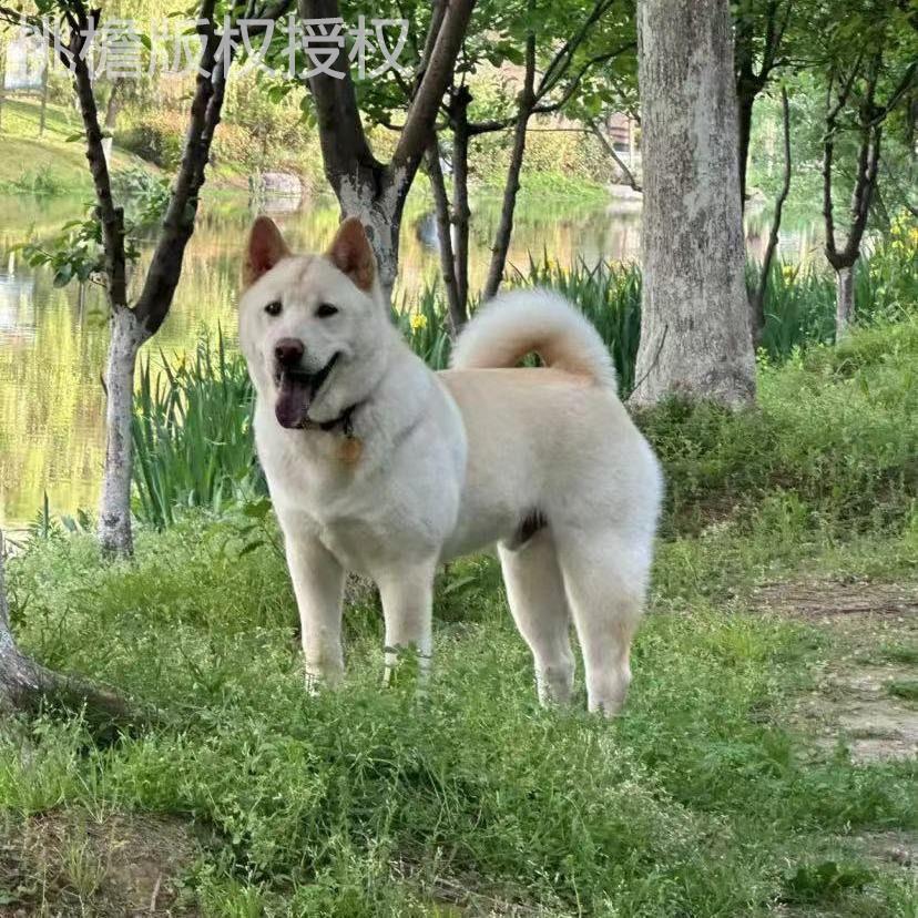 活物狗狗中华田园犬桃檐土狗