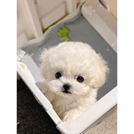 比熊幼犬犬家养长不大白色可爱幼崽网红狗狗小型犬狗球形宠物狗狗