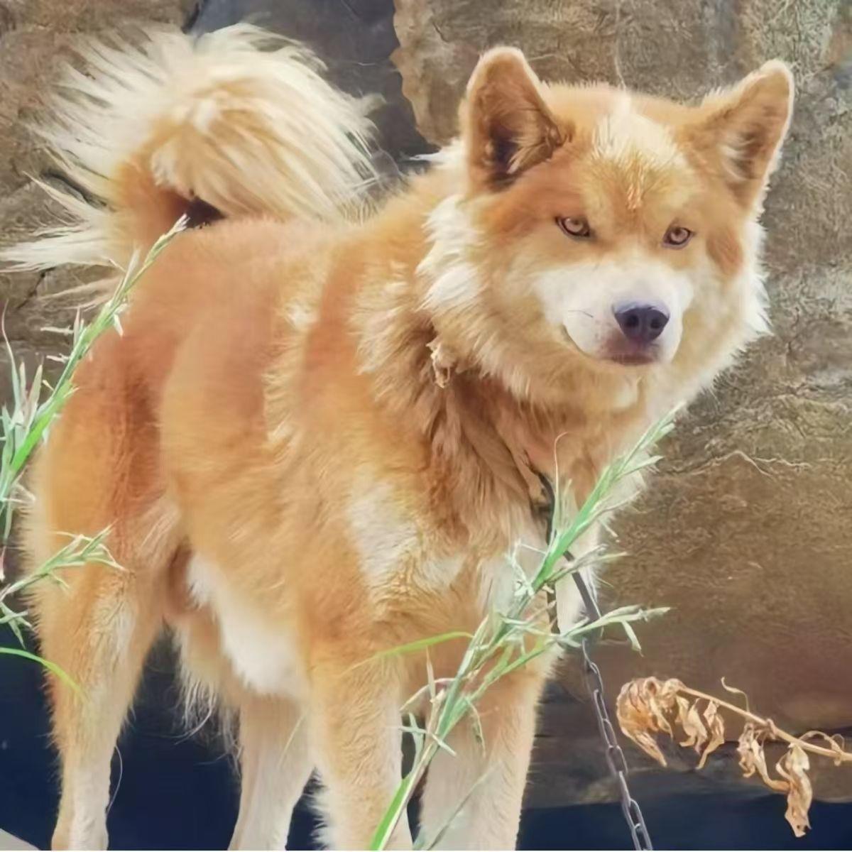 土松幼犬忠诚狩猎广西土猎犬看家狗活物护卫犬幼宠农村便宜狗真狗