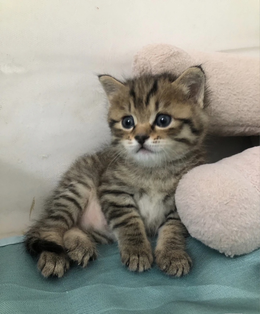 狸花猫中华田园猫橘猫幼崽黑猫纯白三花猫狮子猫
