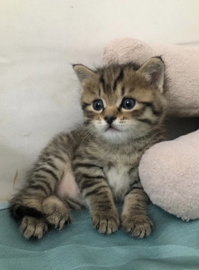 狸花猫中华田园猫橘猫幼崽黑猫纯白三花猫狮子猫