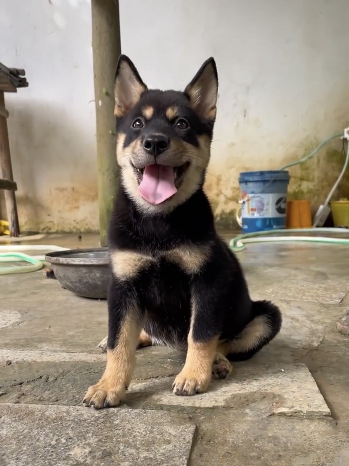 四眼铁包金田园犬幼崽正宗四眼土狗中华土猎犬看家护院忠诚活体狗