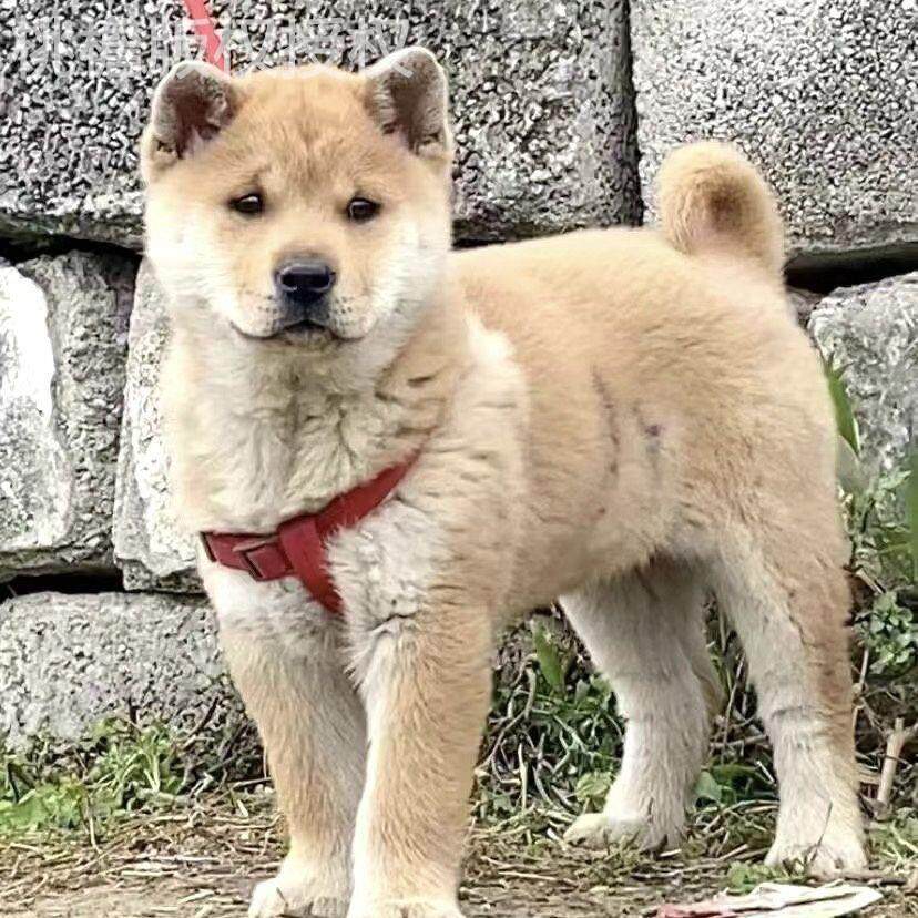 广西土猎犬活的犬狩猎打洞中华田园犬幼犬小狗便宜狗狗宠物家养狗
