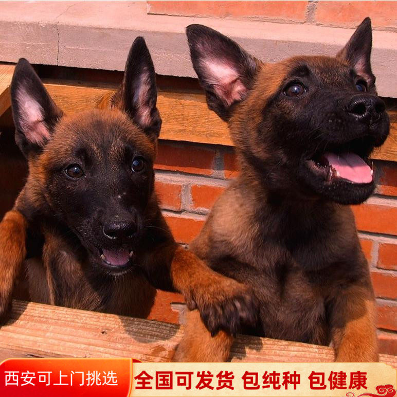 马犬幼犬活体马犬幼犬比利时马犬马犬纯种大型警犬狼狗护卫犬马犬怎么样,好用不?