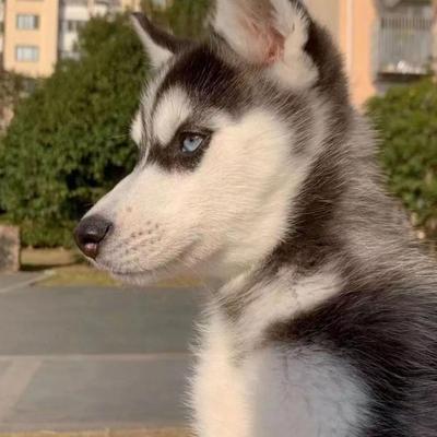 哈士奇幼崽二哈幼犬宠物狗活物小狗崽便宜聪明包邮活体幼崽雪橇犬