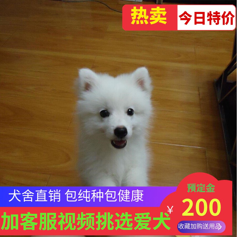 纯种日本尖嘴银狐犬幼犬活体家养小型犬狐狸泰迪比熊犬幼犬宠物狗