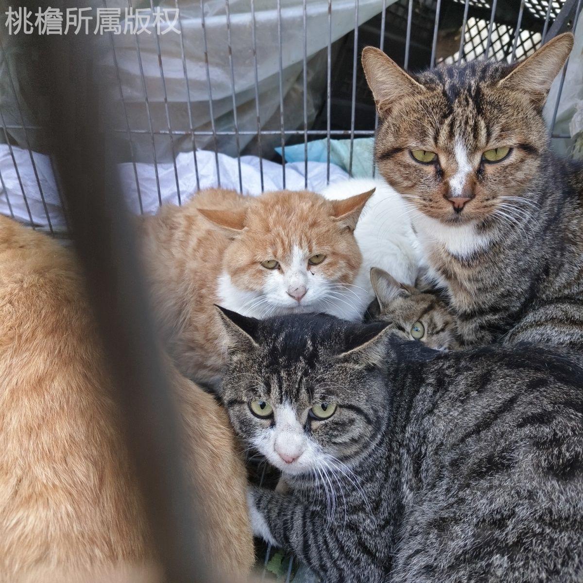 中华橘猫桃檐家养短毛