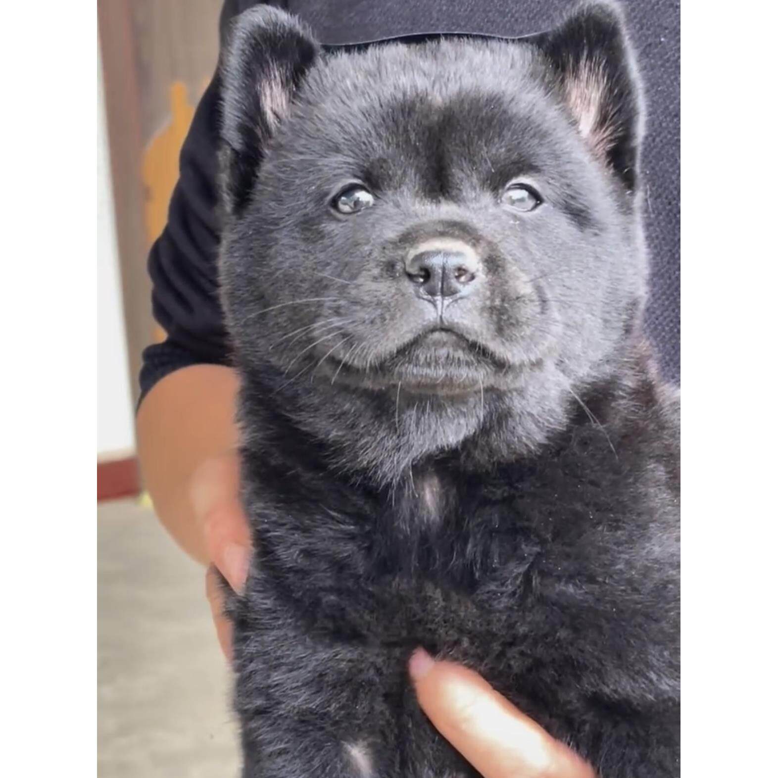 纯黑广西土猎犬五黑犬虎头狩猎纯黑短毛中华田园犬看家护院犬狗狗