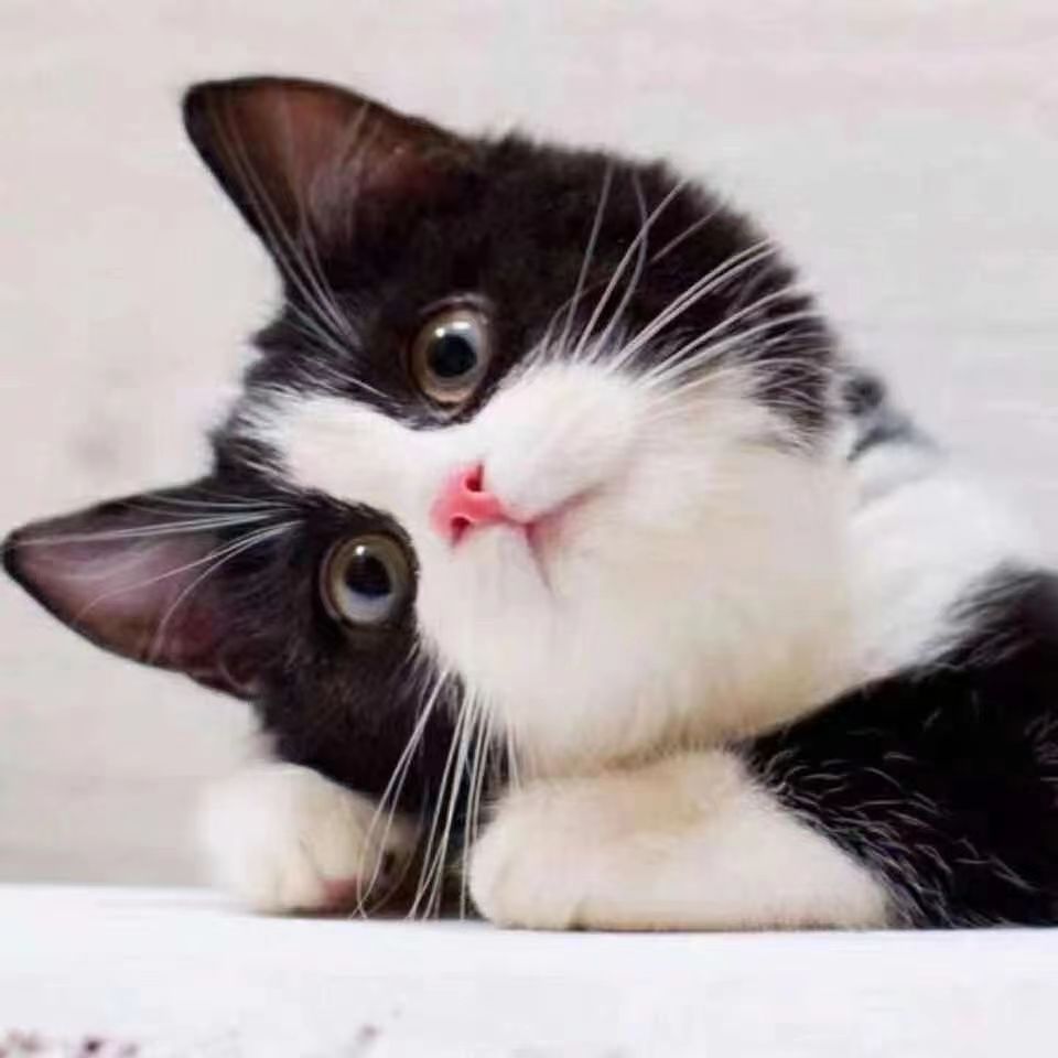 黑白奶牛猫三花幼捕鼠狮