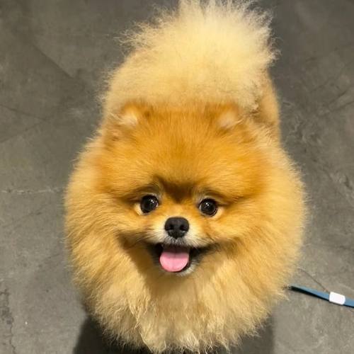 纯种博美幼犬小型犬幼崽俊介小体双血统白博美犬活体宠物狗狗正宗