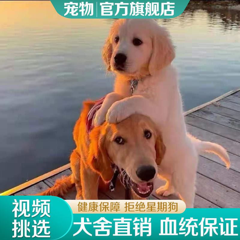 纯种金毛幼犬活体大骨架赛级金毛导盲犬大型犬家养宠物狗狗寻回犬