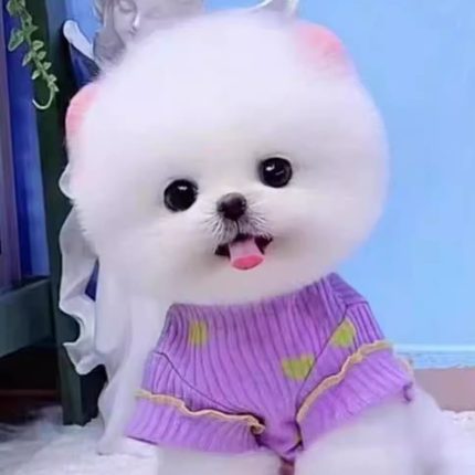 纯种博美幼犬活物袖珍迷你犬家养小狗狗真狗小型犬白网红双血统狗