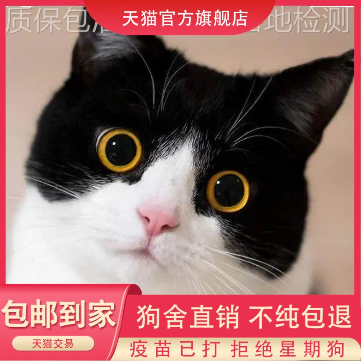 黑白奶牛猫活物奶牛猫咪幼崽奶牛猫幼猫英短奶牛猫纯种猫宠物猫咪