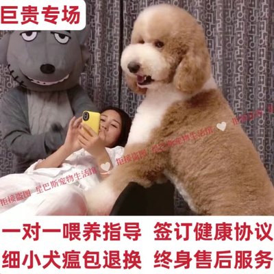 巨贵巨贵犬巨贵幼犬巨型贵宾犬泰迪犬幼犬活体贵宾犬巨型宠物狗狗