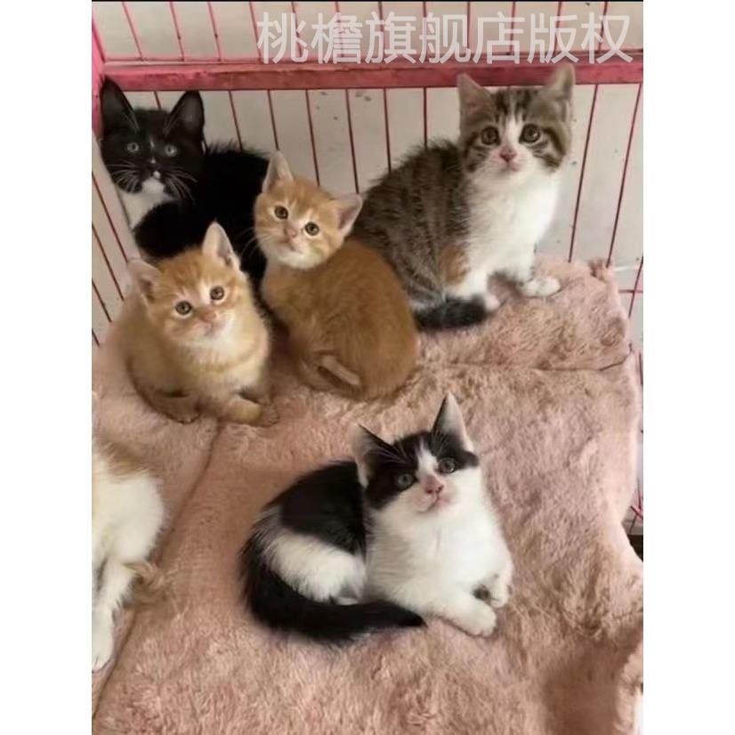 中华田园猫便宜小咪纯种桃檐