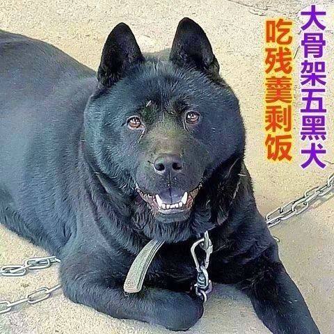 广西土猎犬幼虎头纯黑色