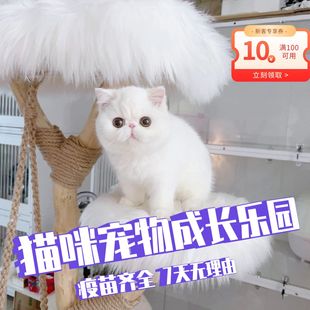 波斯猫大脸胖子纯白长毛短毛乳白色可爱粘人 宠物猫加菲猫电影同款