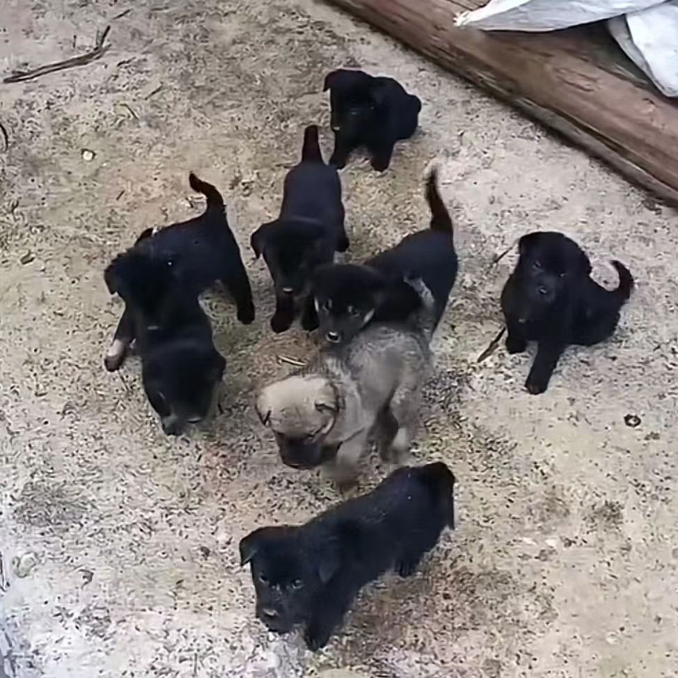 中华田园犬农村看家护院