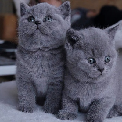 混血蓝猫活体蓝白猫幼崽矮脚猫哈基米小猫活物宠物猫咪英国短毛猫