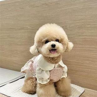 泰迪幼犬贵宾犬幼崽狗便宜精品长不大活物黑色宠物家养超萌狗可爱