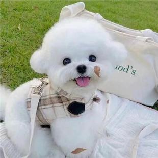 比熊幼犬网红真狗白色幼崽狗家养迷你犬活体活物超萌可爱小体球形
