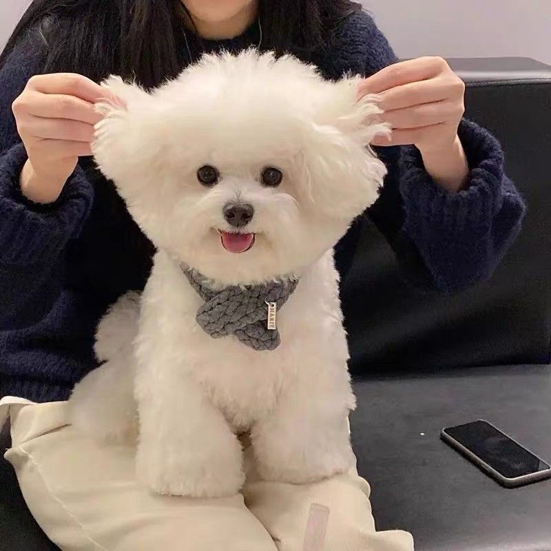 纯种比熊幼犬活体长不大迷你可爱白色卷毛飞耳幼崽小型家养宠物狗