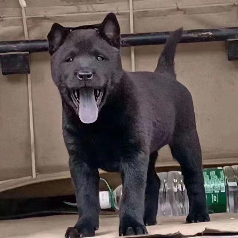 广西五黑犬幼犬虎头虎斑色狗狗纯黑狗全黑犬猎犬幼崽活物狗黑狗犬 宠物/宠物食品及用品 狗狗 原图主图