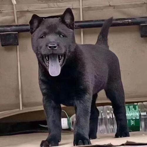 五黑犬桃檐大型犬五黑犬