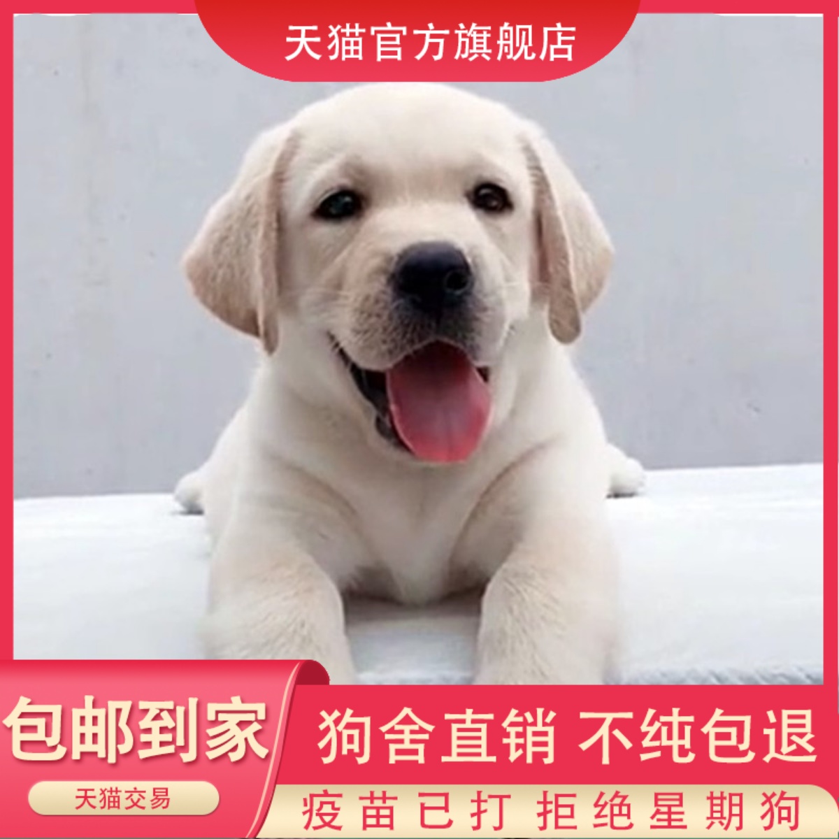 拉布多幼犬纯种导盲神小
