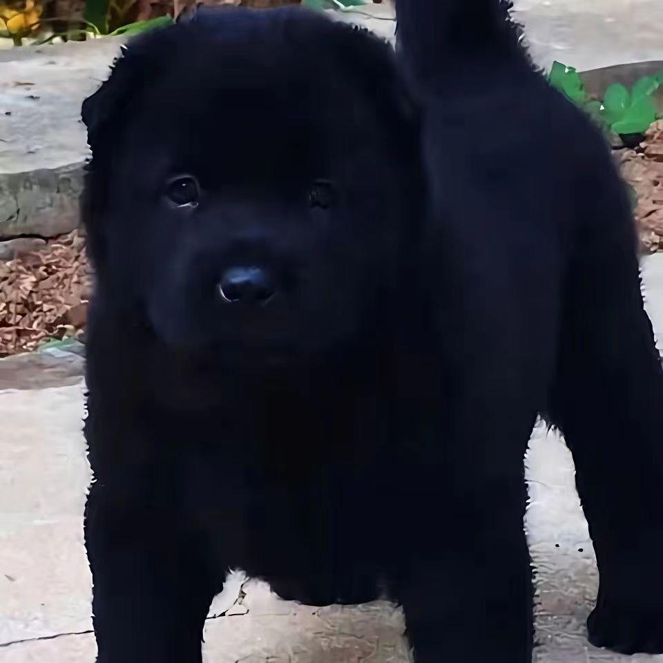 五黑犬幼犬狗黑色看家护院广西土猎犬狩小狗网红霸气大骨架狗全黑