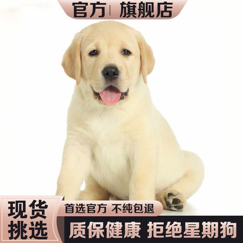 纯种宠物狗拉布多幼犬双桃檐