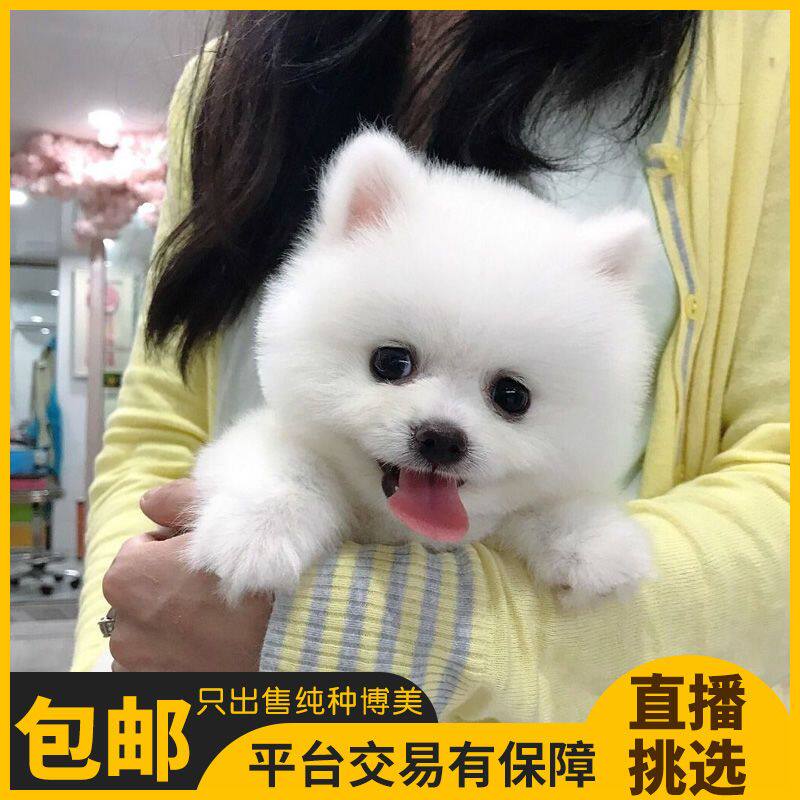 博美犬活体宠物狗活体幼犬博美狗茶杯犬杯子狗长不大超小型犬可爱