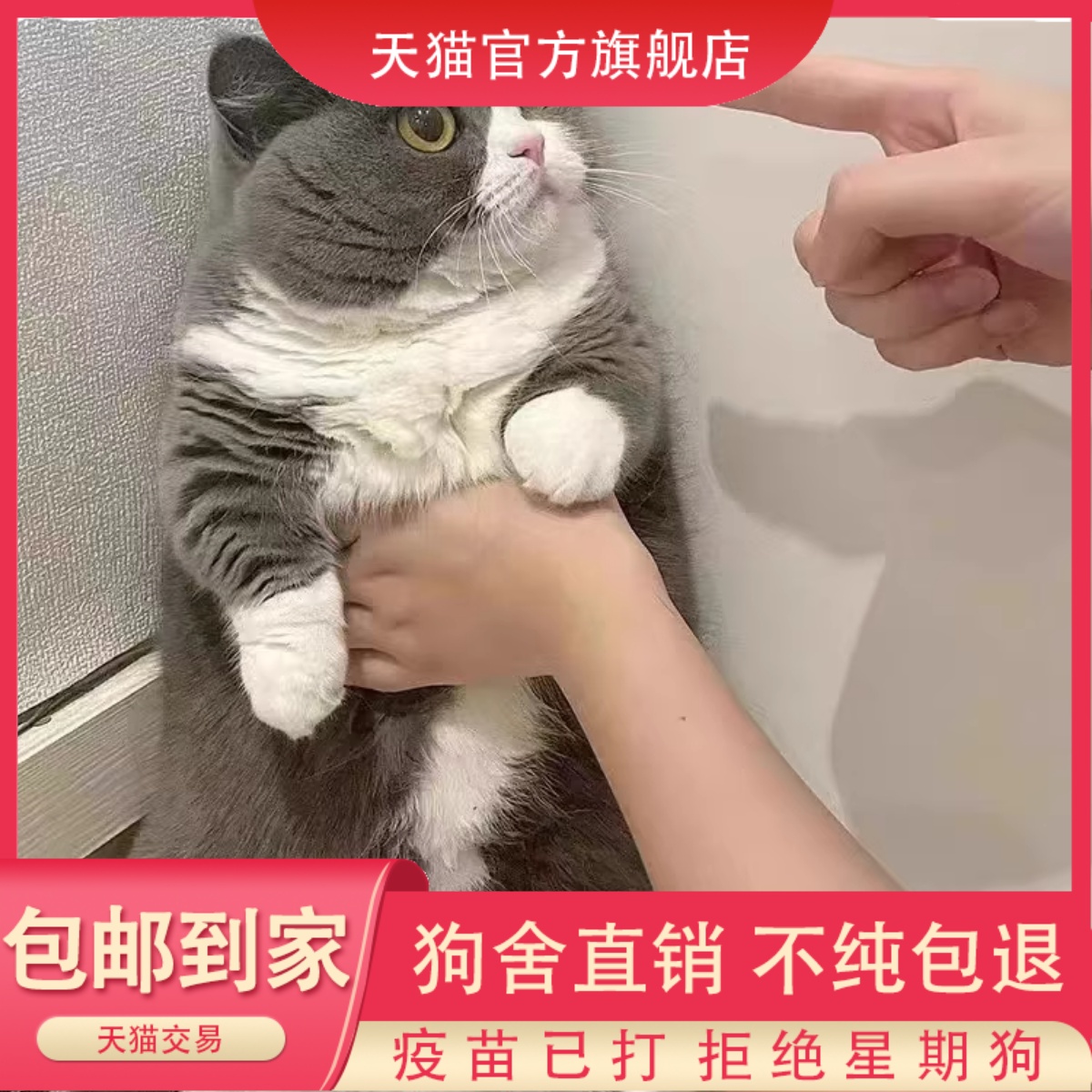 纯种蓝猫幼活体英短白崽