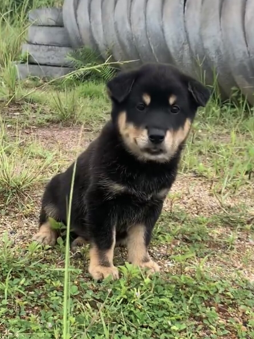 四眼铁包金中华田园犬家养土狗四眼狗活体便宜大骨架赶山犬柴犬狗