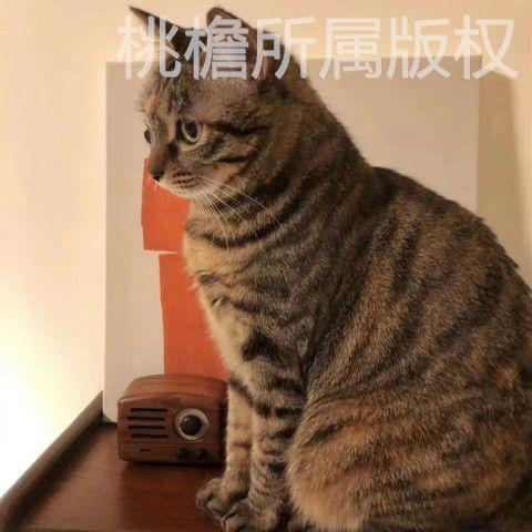 中华猫狸花猫晴帆易居家养短毛