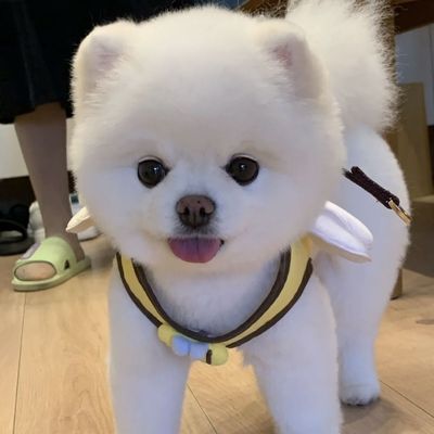 博美混血幼犬聪明狗崽伶俐可爱纯白色超萌网红小型犬活物狗狗帅气